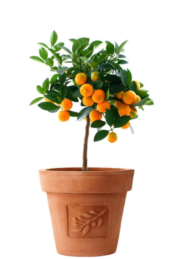 Orange Tree Garden Appartement Trogir Buitenkant foto